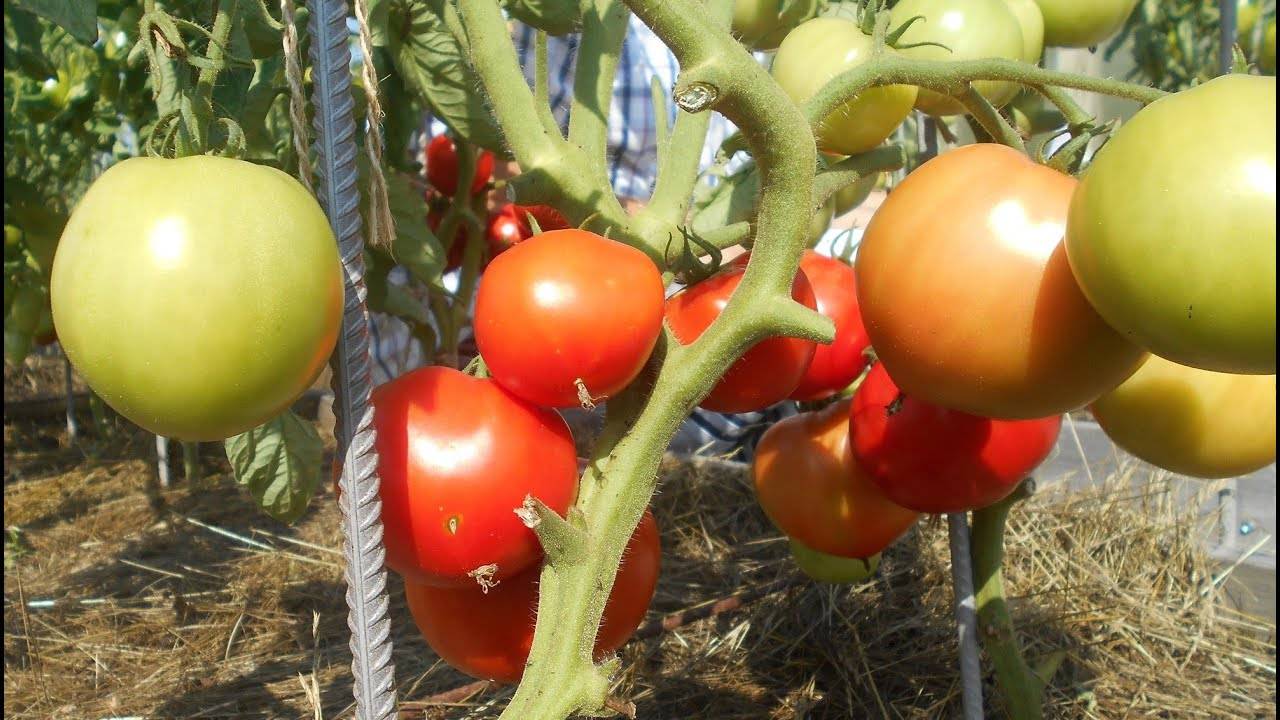 Солнечный дар томат описание и фото