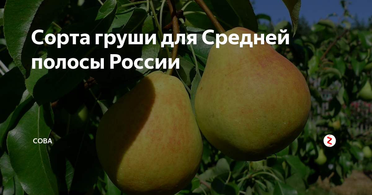 Сорта груш — самые лучшие и популярные сорта груш для средней полосы россии (видео + 125 фото)