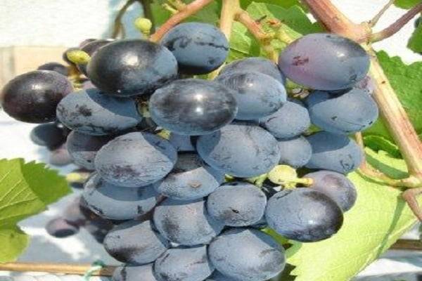Виноград агат донской: описание сорта, фото и отзывы