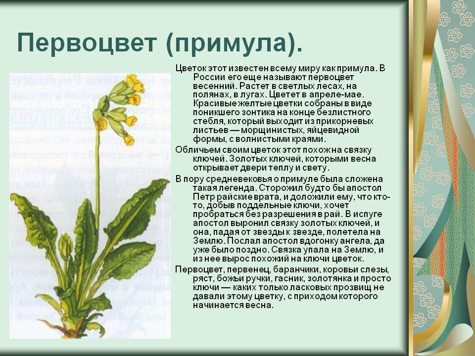 Примула приметы и суеверия. Первоцвет весенний лекарственный примула. Первоцвет весенний (Primula veris l.). Примула первоцвет весенний краткое описание. Примула первоцвет Галлера.