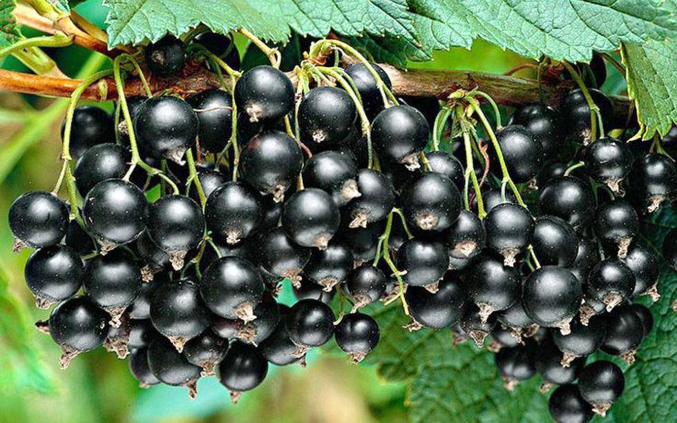 Описание черного винограда сорта кишмиш потапенко, посадка и выращивание
