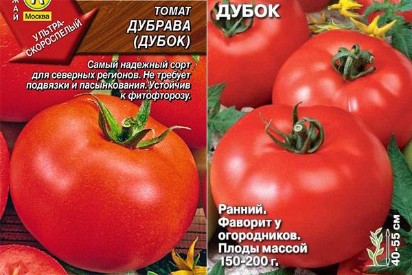 Томат дубрава: характеристика и описание сорта, фото урожая с отзывами опытных огородников, советы по выращиванию