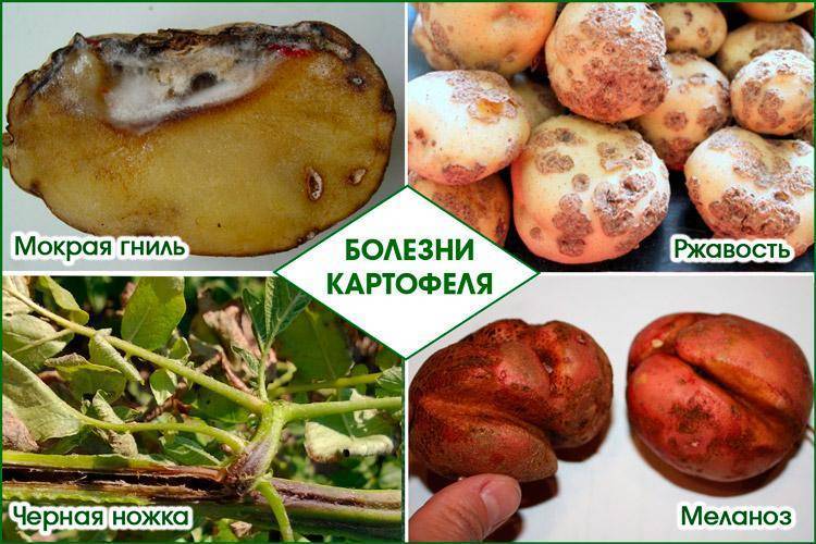 Описание и лечение вредителей картофеля, меры борьбы с ними