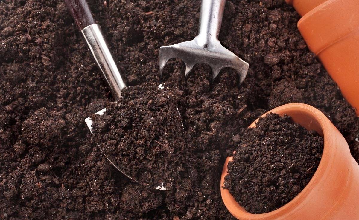 Как подготовить почву для рассады томатов своими руками