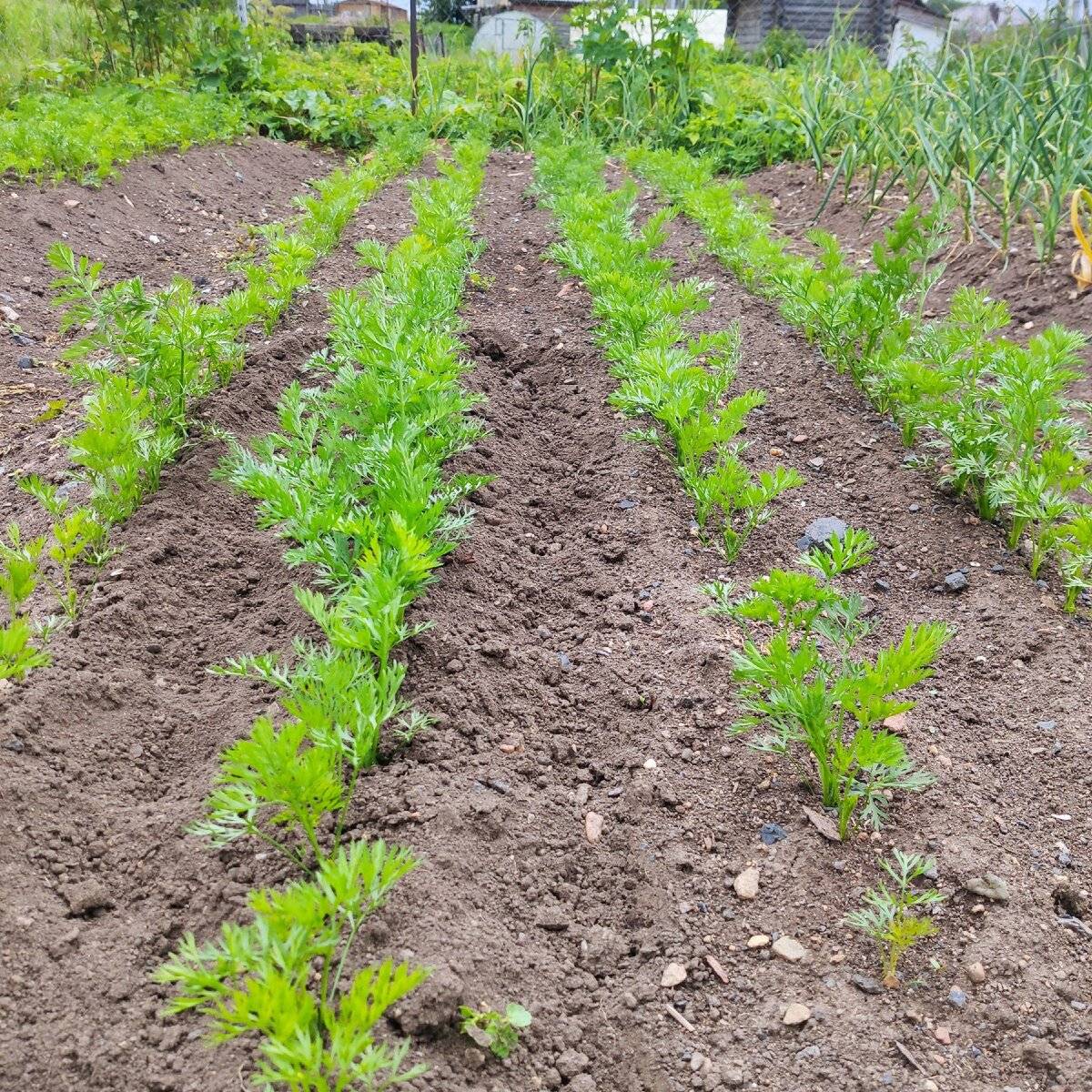 Как посадить морковь под зиму: выбор сортового материала, подготовка земли и правила ухода за посадками