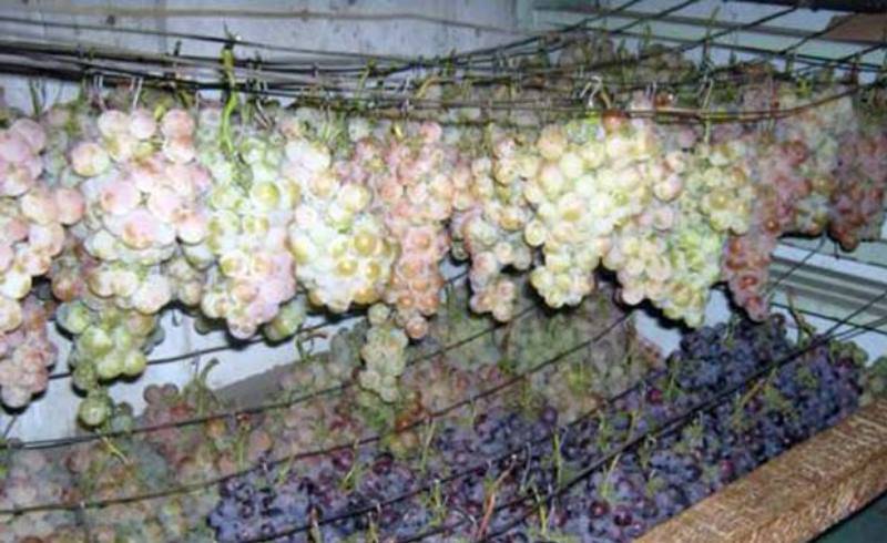 Как сохранить виноград на зиму в домашних условиях (в холодильнике и подвале), сколько хранятся ягоды, чем их обрабатывают для длительного хранения