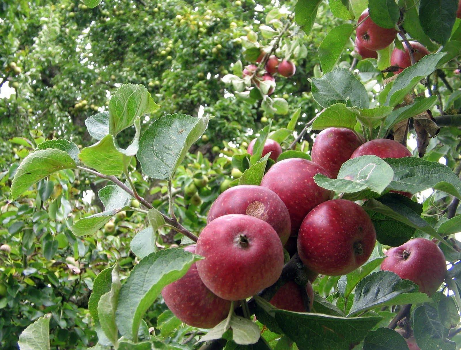 Выбираем лучшие сорта яблони для подмосковья