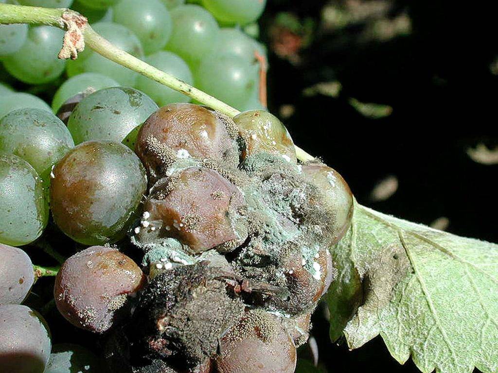 Серая гниль на винограде: несколько советов, как бороться