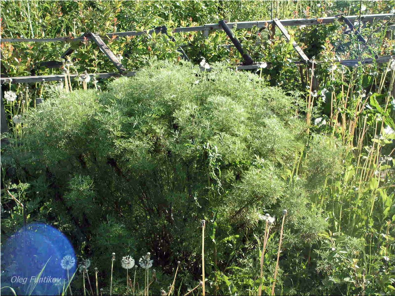 Полынь: фото растения, посадка и уход в открытом грунте