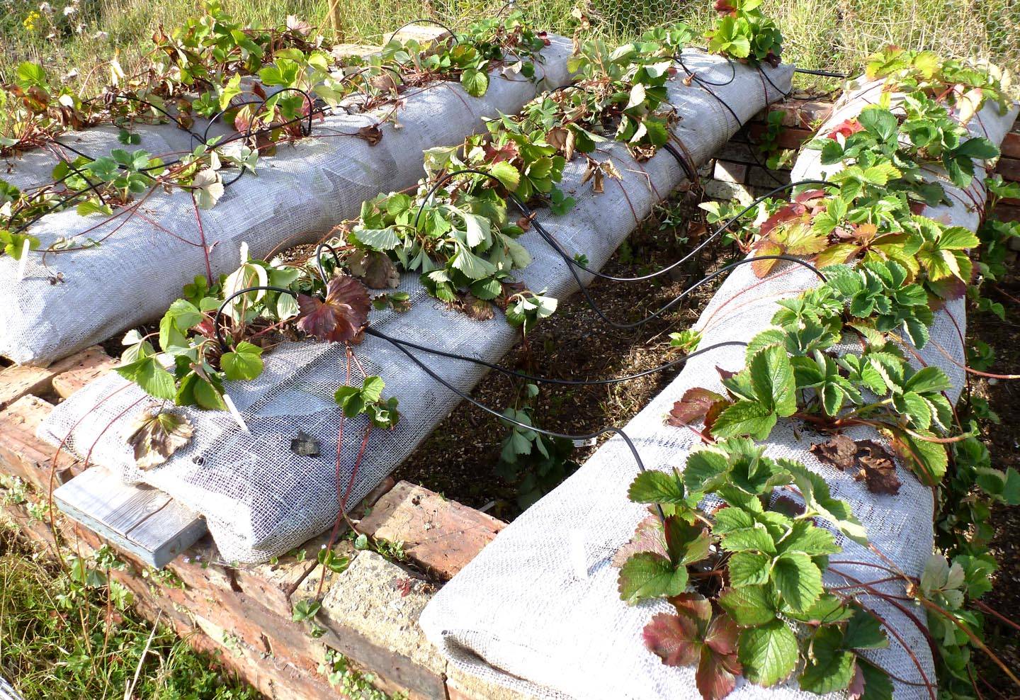 Вертикальное выращивание клубники в мешках по голландской технологии