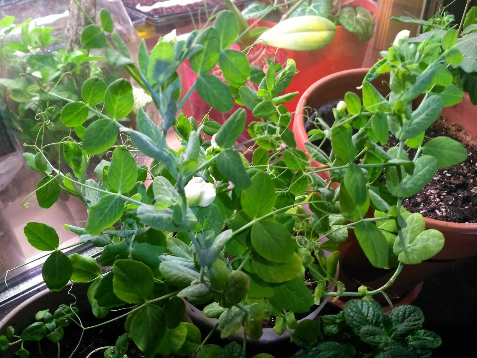 Как прорастить горох на подоконнике на посадку: выращивание в домашних условиях на балконе
