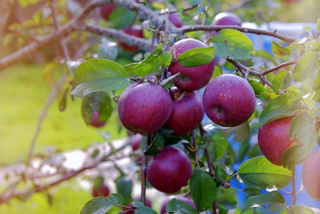 Яблоня веньяминовское обладает высокой устойчивостью к парше