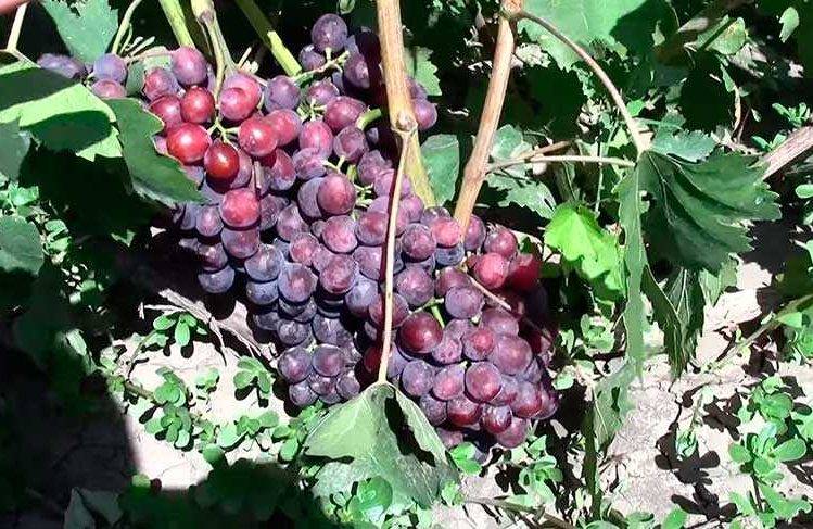 Виноград заря несветая – особенности сорта