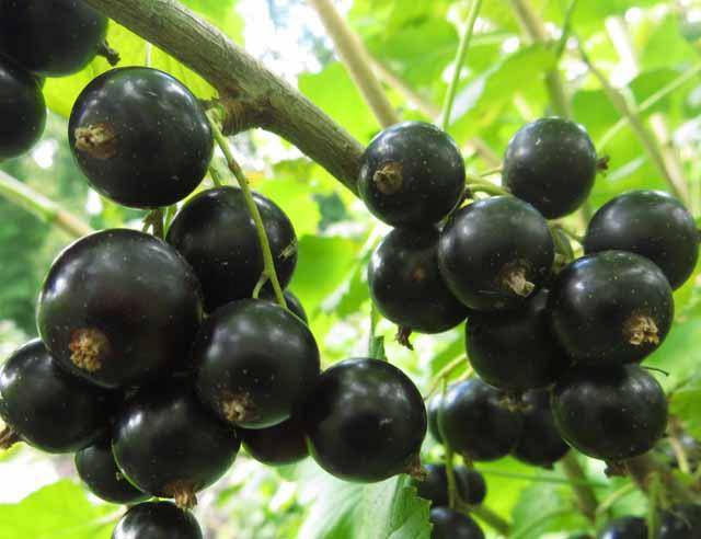 Чёрная смородина дар смольяниновой - все о фермерстве, растениях и урожае