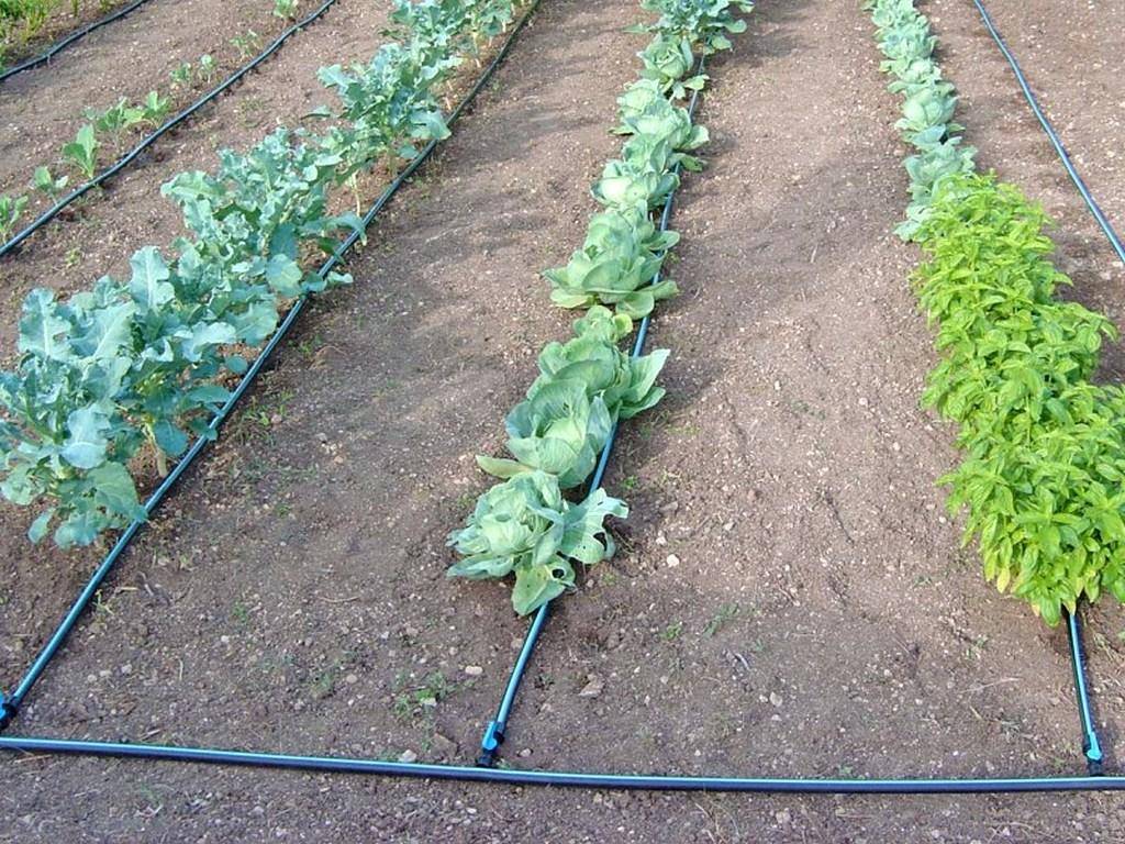 Орошение рассады и кочанов капусты в открытом грунте: как и чем правильно поливать овощ?