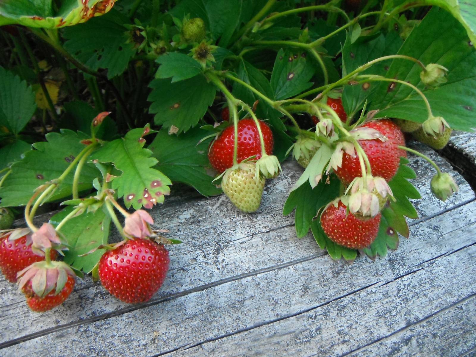 Клубника дарселект: подробная характеристика крупноплодного сорта и особенности выращивания хорошего урожая