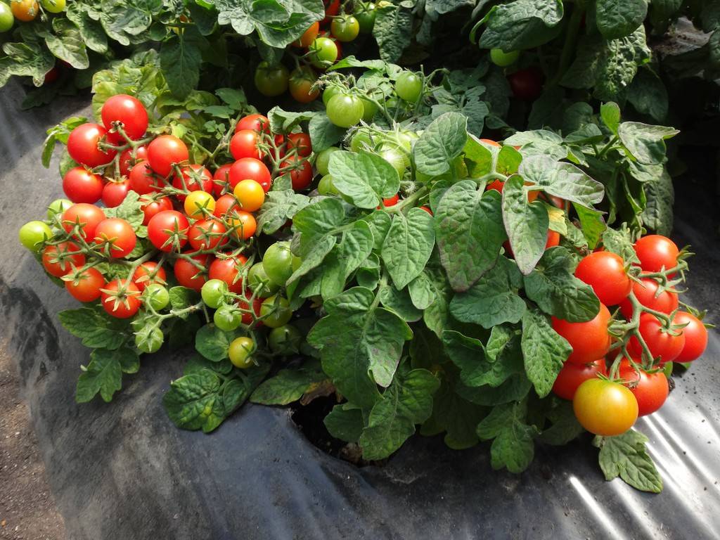 Как вырастить томат видимо-невидимо
