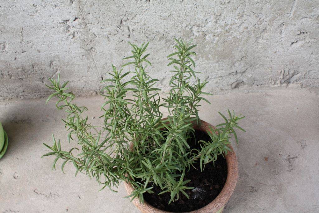 Розмарин: выращивание и правильный уход за душистым растением