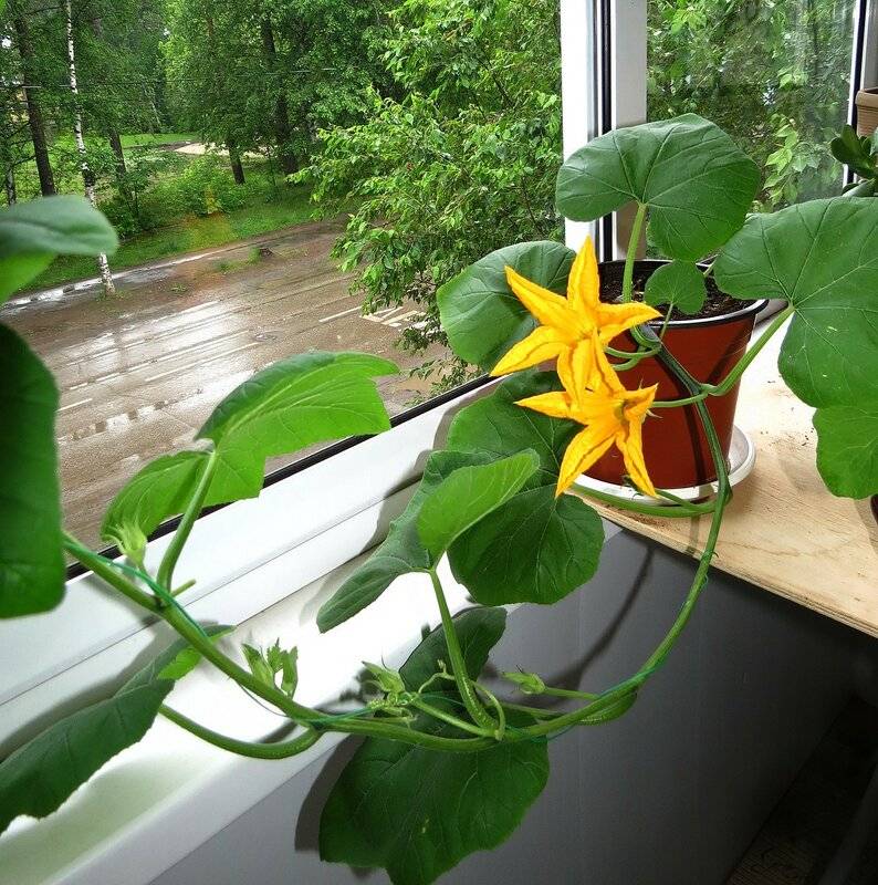 Как вырастить тыкву в домашних условиях на балконе: пошаговая инструкция