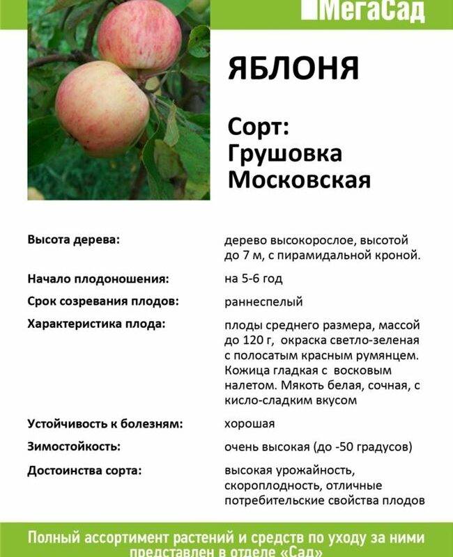 Описание сорта яблони грушовка: фото яблок, важные характеристики, урожайность с дерева