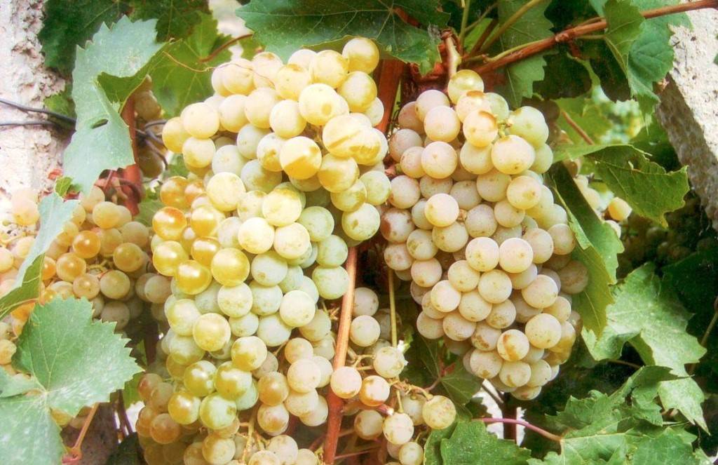 Виноград цитронный магарача - мир винограда - сайт для виноградарей и виноделов