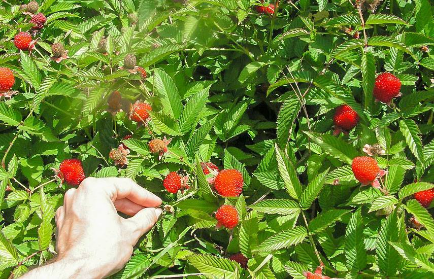 Необычный сорт малины — тибетская. особенности землянично-малиновой ягоды