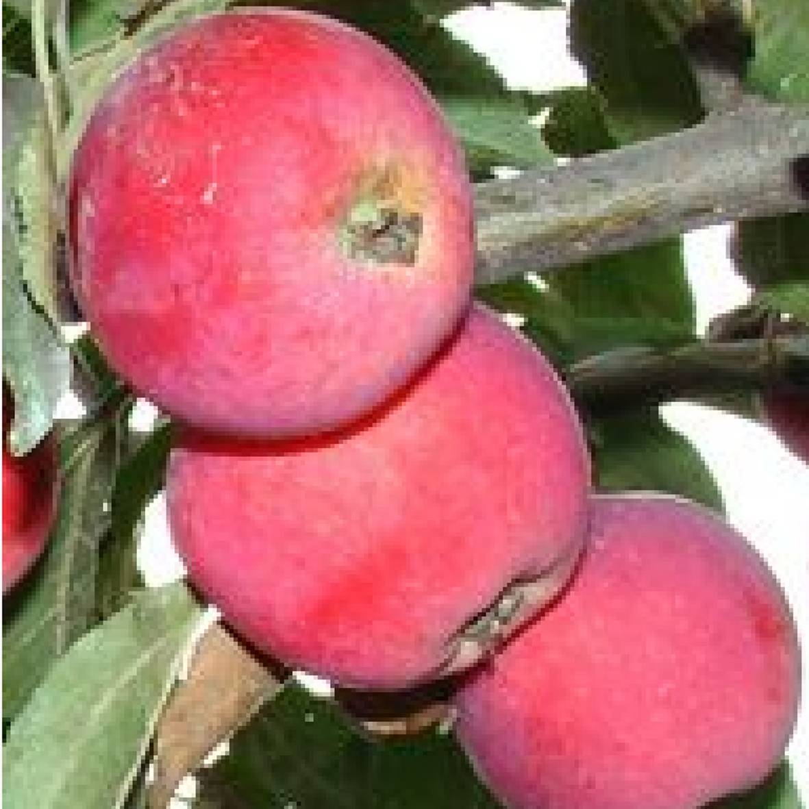Яблоня сорт Алтайское пурпуровое