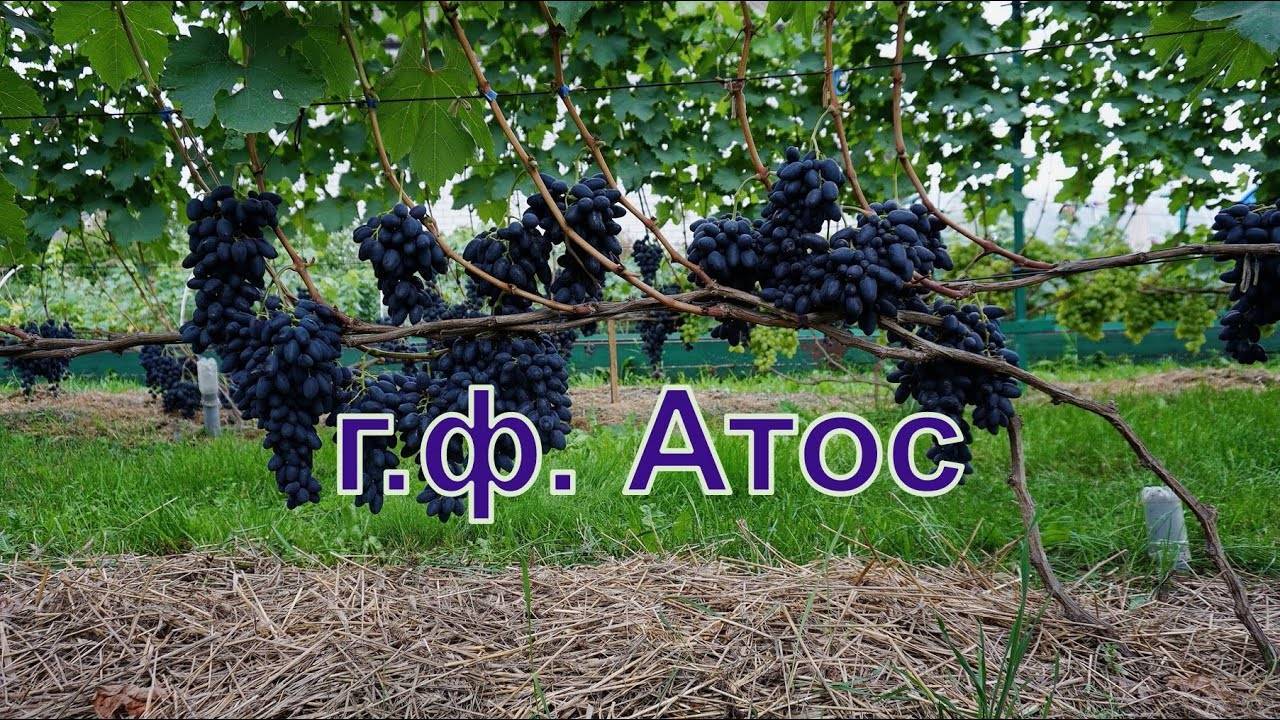 Виноград атос: описание сорта с характеристикой и отзывами, особенности посадки и выращивания, фото