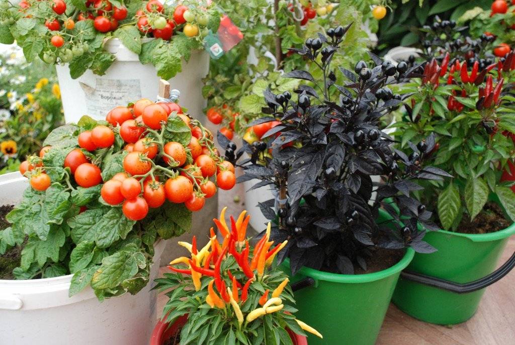 Как посадить и вырастить на подоконнике помидоры: лучшие сорта томатов для выращивания в домашних условиях, особенности посадки и ухода за растениями дома