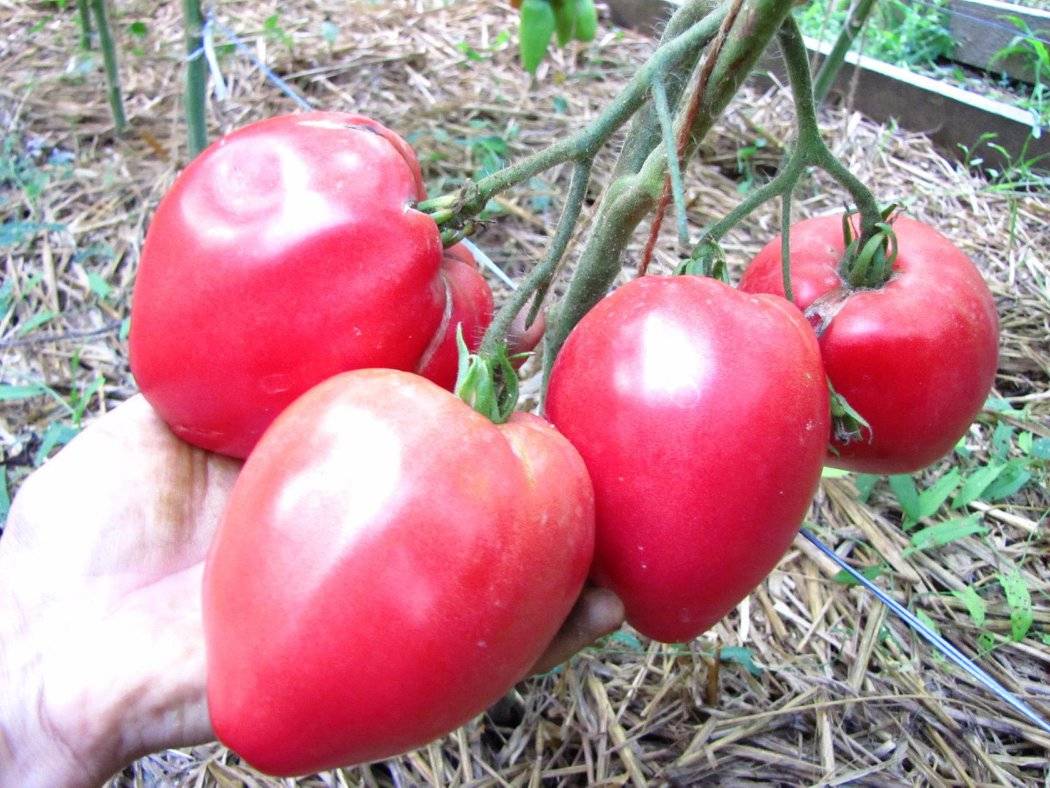 Сорт томатов чудо земли - описание и характеристика, фото