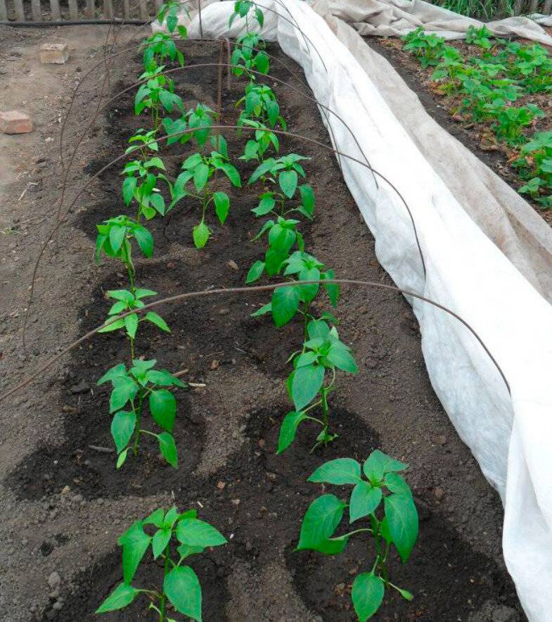 Секреты выращивания перца в открытом грунте: технология, схема, уход после высадки
