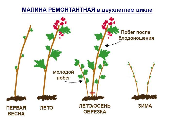 Посадка малины: как правильно посадить летом, схема и пошаговая инструкция, выбор почвы