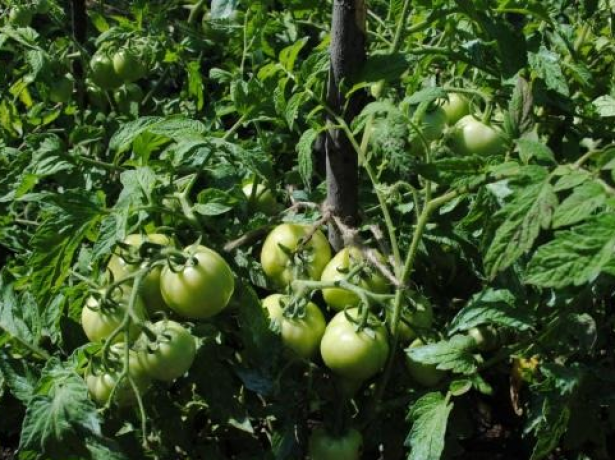 Томат «султан f1»: характеристика и описание сорта, выращивание, фото плодов-помидоров