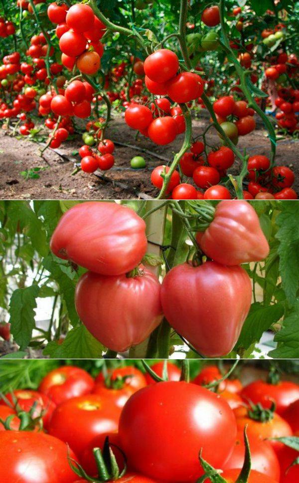Самые лучшие и урожайные сорта томатов для открытого грунта и теплиц урала - всё про сады