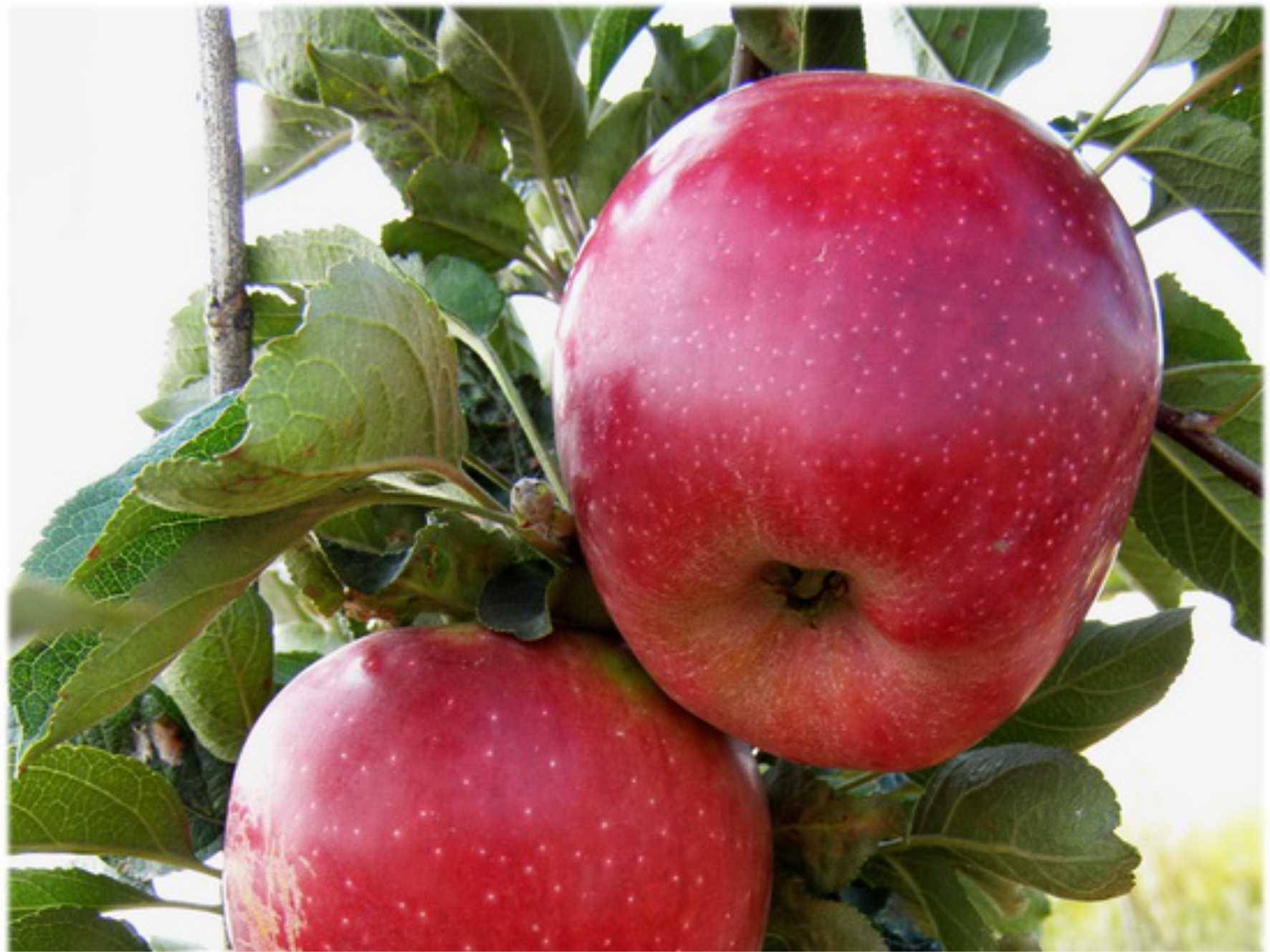 Ред делишес: описание сорта яблони и правила агротехники