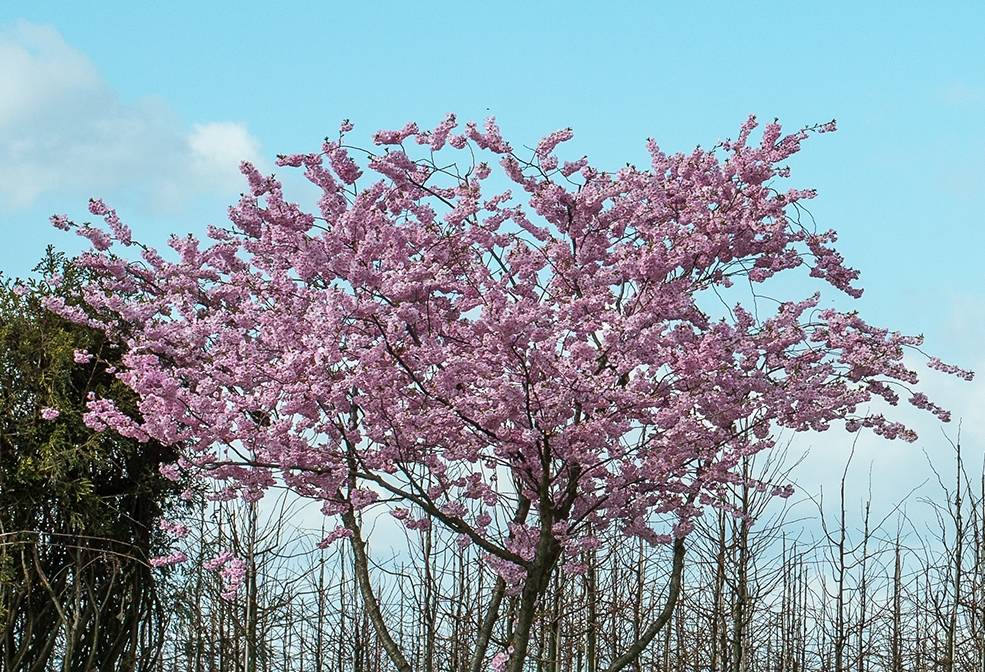 Сакура розеа плена описание фото