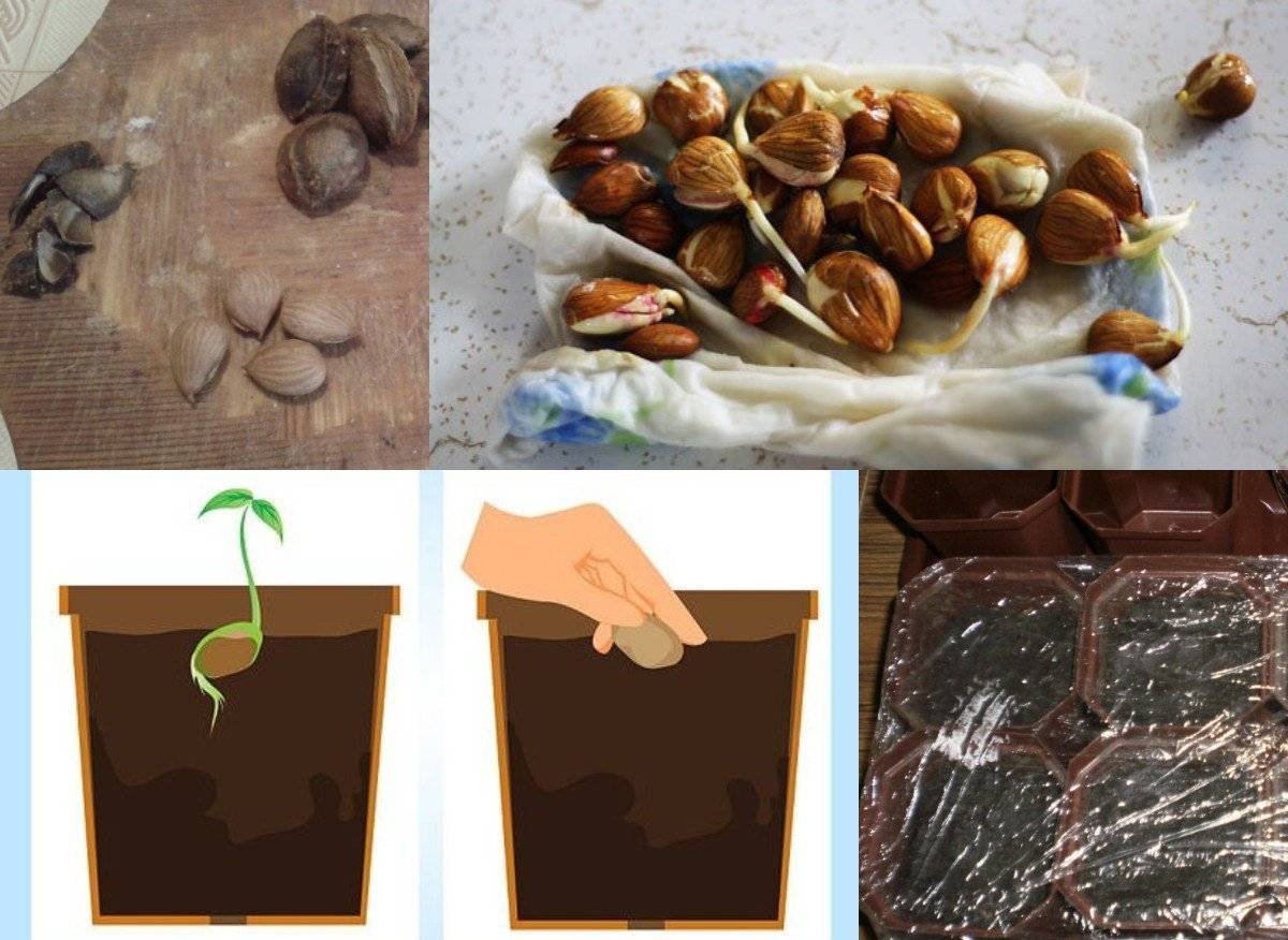 Посадка и выращивание персика из косточки в домашних условиях и открытом грунте
