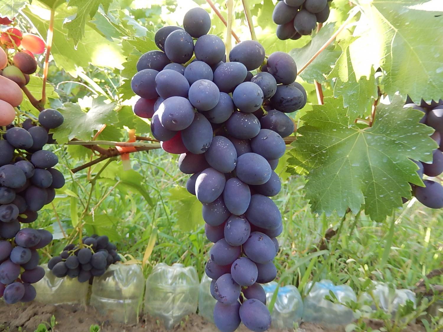 Виноград забава: отзывы, фото, описание сорта