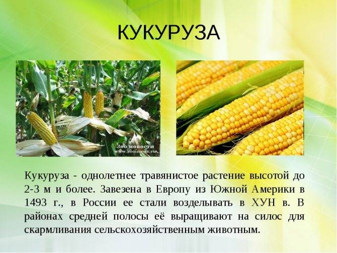 Как и где растет кукуруза и ее производство в россии и других странах мира: страны экспортеры