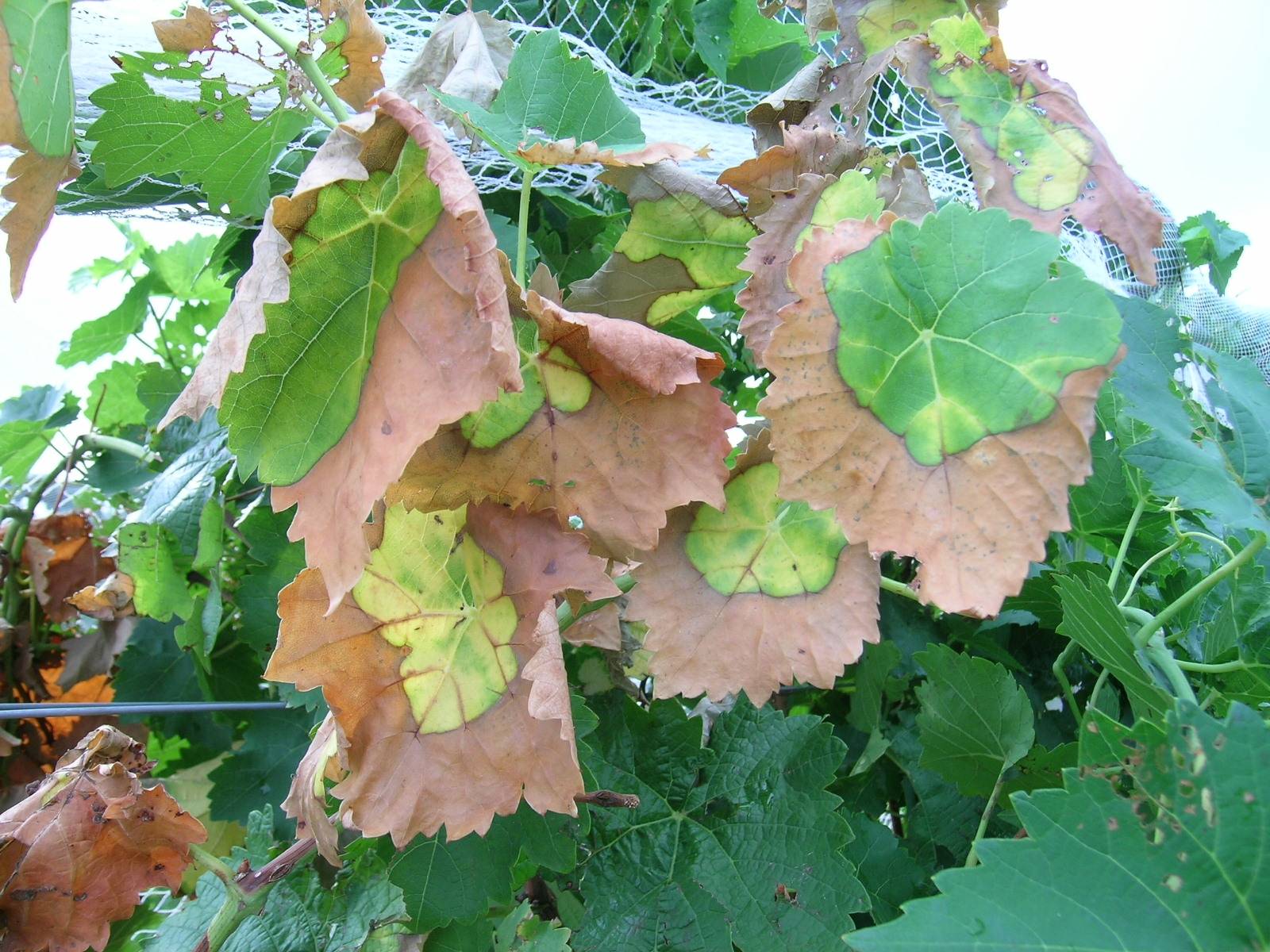 Желтеют листья у винограда: почему и что делать