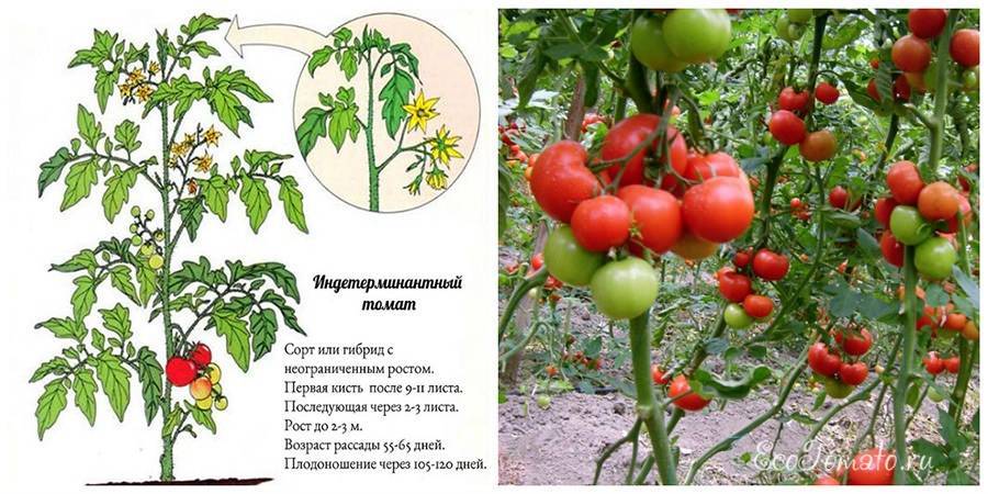 Томаты индетерминантные – сорта, названия и характеристики - онлайн урожай