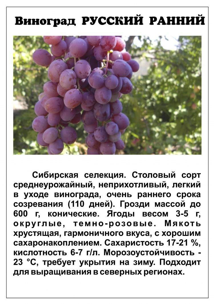 Особенности сорта винограда «забава»: описание и характеристики, уход и отзывы