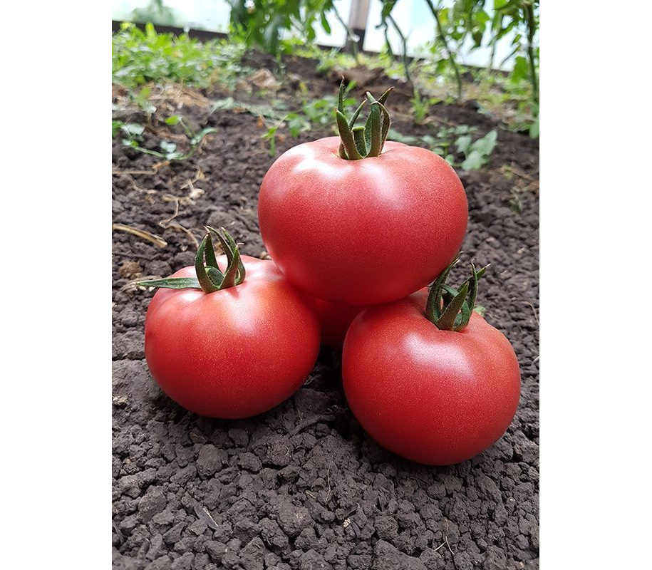 Описание сорта томата цетус розовый, его характеристика и урожайность – дачные дела