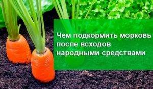 Чем подкормить морковь для роста корнеплодов и чтобы была сладкая народные средства и удобрения