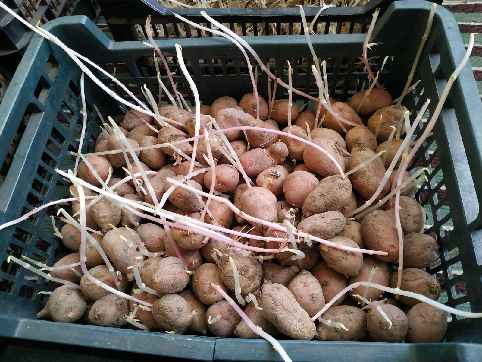 Как прорастить картофель для посадки | огородник
