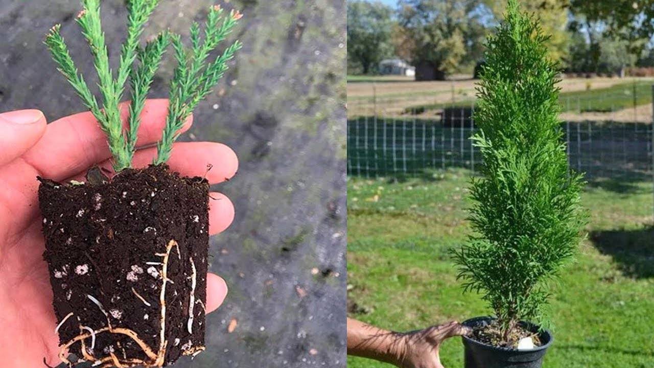 Как посадить и вырастить кипарис из семян в домашних условиях: пошаговая инструкция, уход за растением в домашних условиях