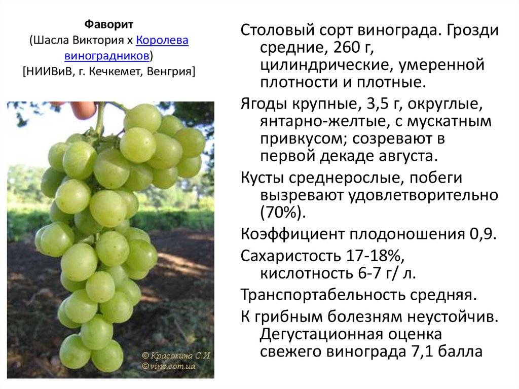 ᐉ элегант - виноград - roza-zanoza.ru