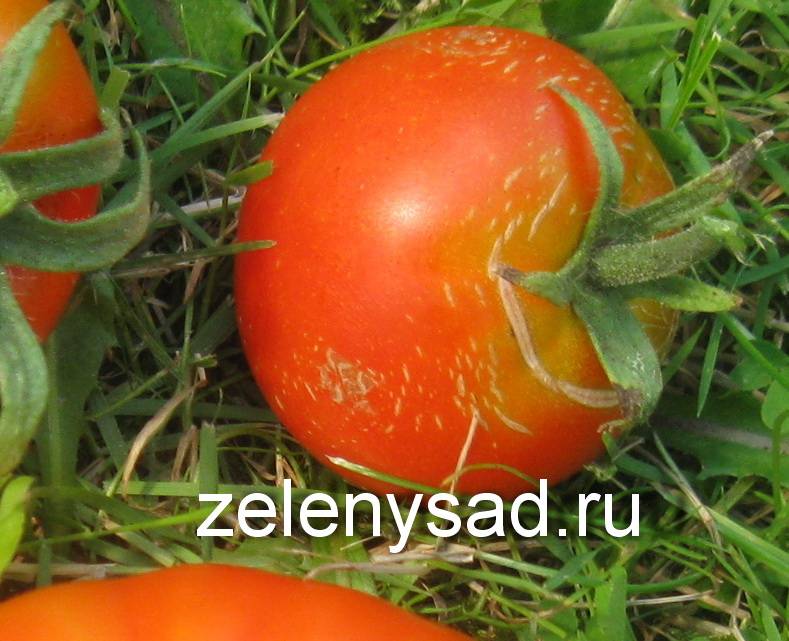Причины, почему помидоры трескаются при созревании в теплице и лечение