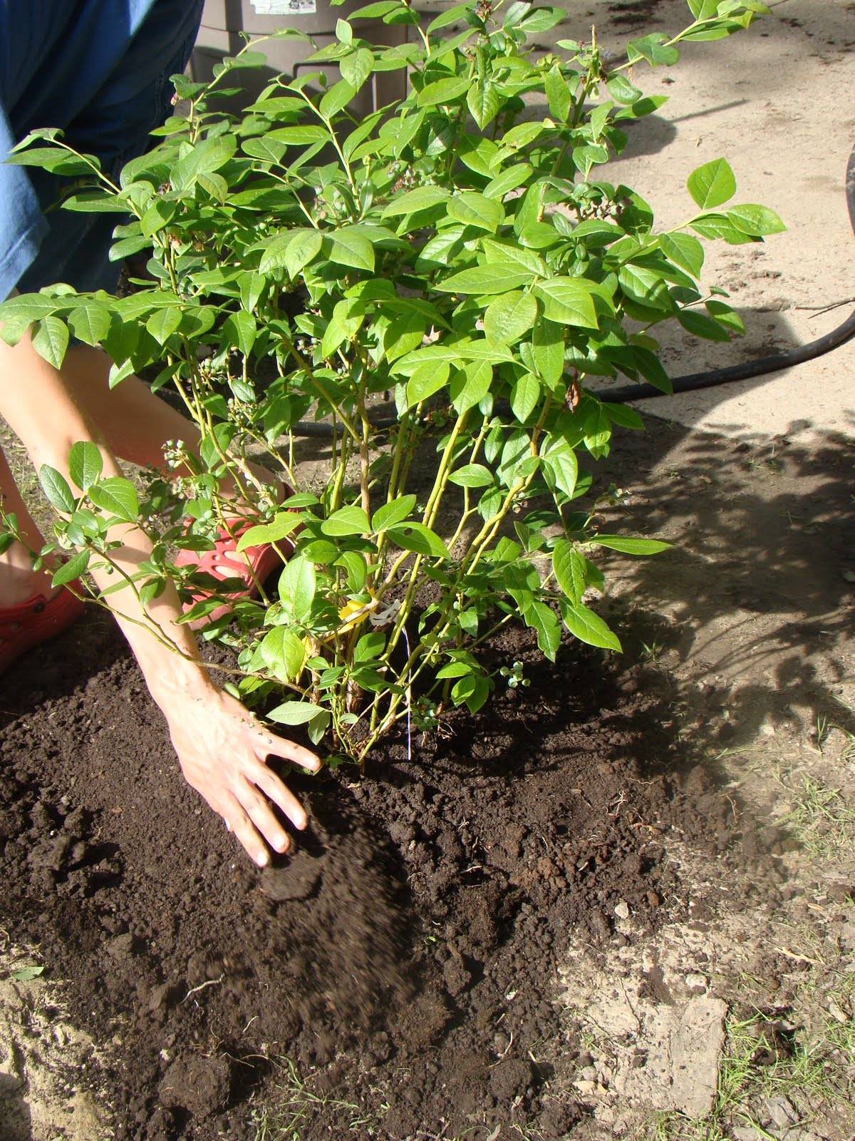 Брусника садовая: посадка и уход, выращивание на приусадебном участке, размножение