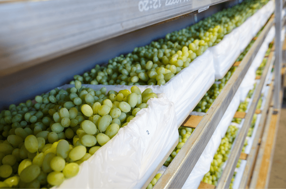 Когда собирать урожай винограда на хранение: сроки, как хранить